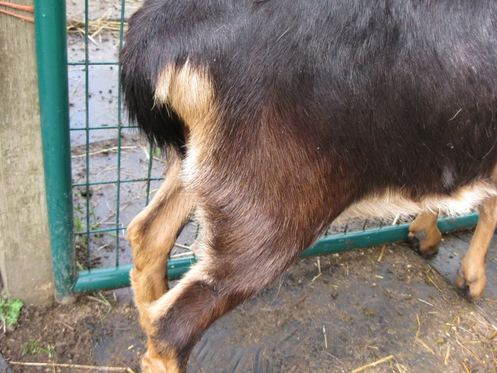 Copper Deficiency submited images Pic2Fly